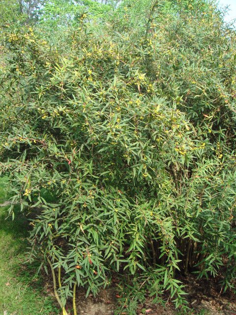 Berberis veitchii P3